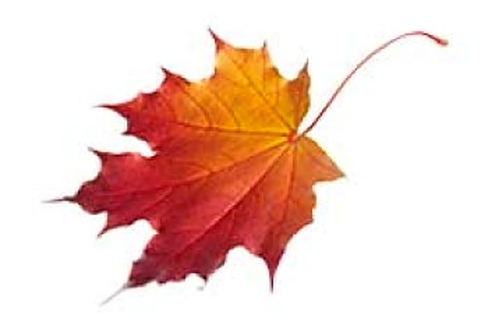 اسباب کشی در پاییز
